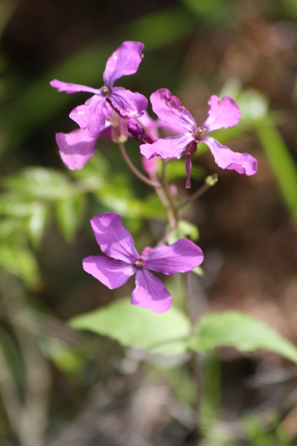 Lunaria annua L.